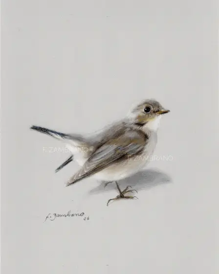 Gærdesmutte (Eurasian Wren), Nordic Bird in Soft Pastel